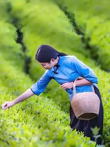 荷叶电子书网站